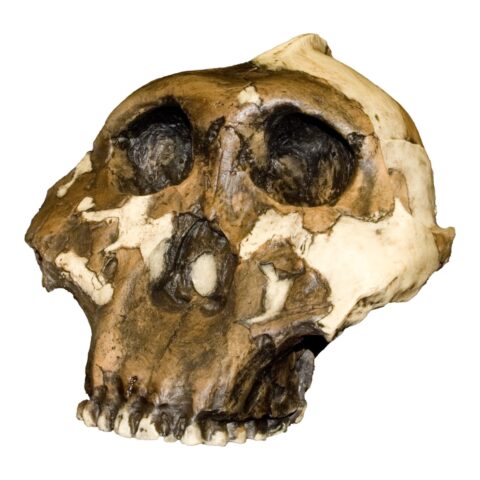 Replica Zinjanthropus OH-5 Skull - 686.0105 g