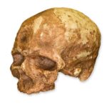 Replica Cro-Magnon 1 Skull