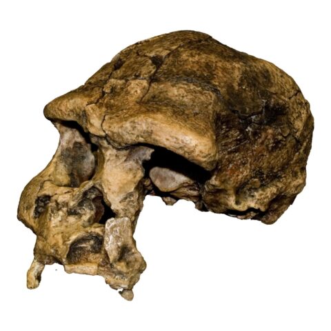 Replica Sangiran 17 Skull