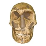 Replica La Ferassie Skull