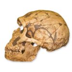 Replica La Ferassie Skull
