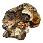 Replica Kenyanthropus Skull