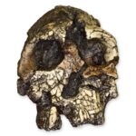 Replica Kenyanthropus Skull