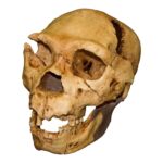 Replica Atapuerca 5 Skull
