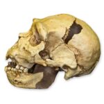 Replica Atapuerca 5 Skull