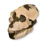Replica Aegyptopithecus zeuxis Skull