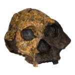 Replica KNM ER 732 Skull – Female