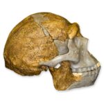 Replica Peking Man Skull – 899.0154 g