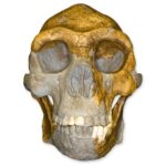 Replica Peking Man Skull – 899.0154 g