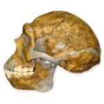 Replica Peking Man Skull – 899.0154 g