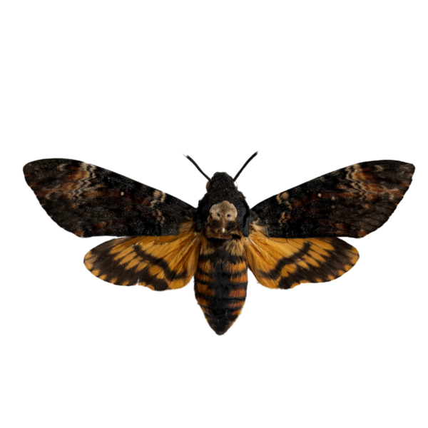 Death’s-head Hawkmoth Entomology Kit Expansion Pack