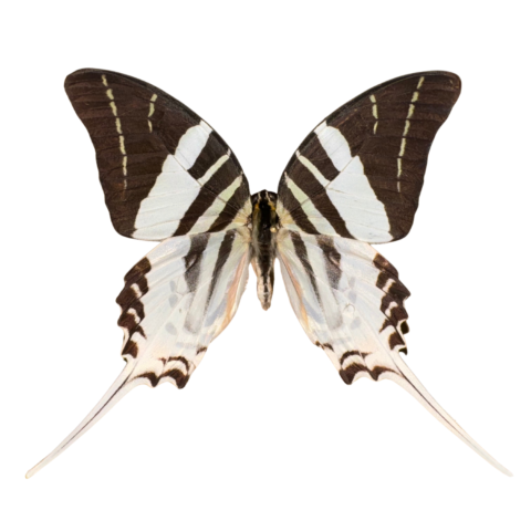 Five-Bar Swordtail Entomology Kit Expansion Pack