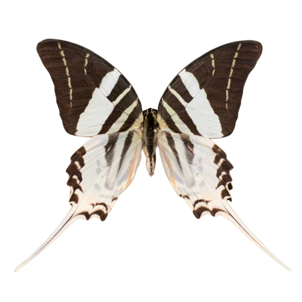 Five-Bar Swordtail Entomology Kit Expansion Pack