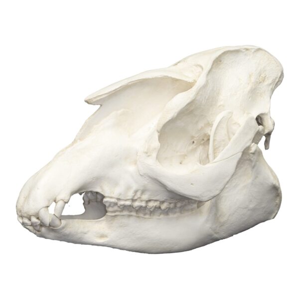 Replica Baird’s Tapir Skull
