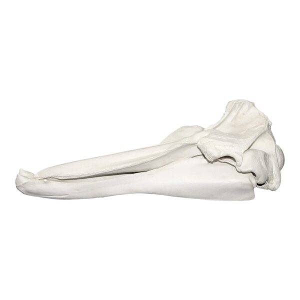 Replica Baird’s Beaked Whale Skull