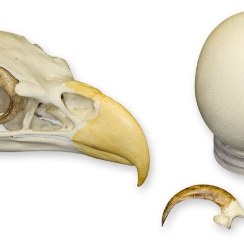 Replica Bald Eagle Set (Skull, Talon, Egg)