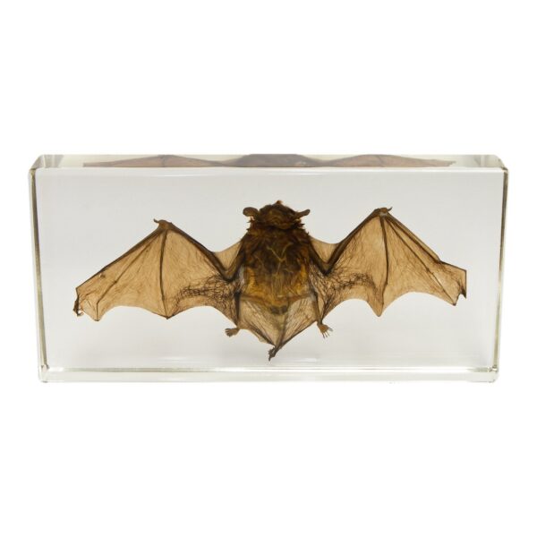 Real Bat in Acrylic Display – Medium