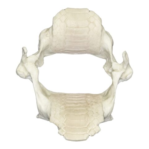 Replica Bat Ray Jaw