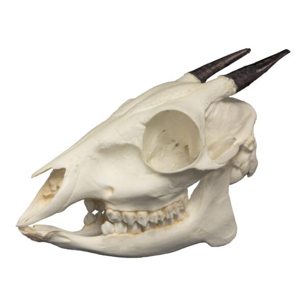 Replica Bay Duiker Skull