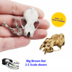 Big Brown Bat Skull Replica