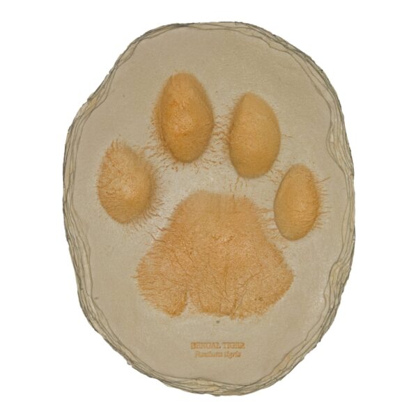 Replica Tiger Footprint