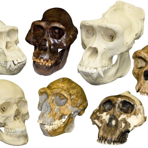 Replica Hominid & Ape Skull Comparison Set