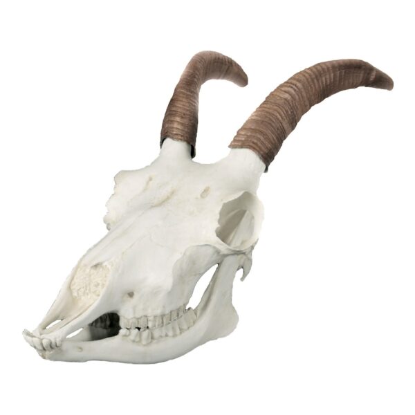 Replica Bighorn Sheep Skull – Female