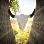 Real American Bison Skull