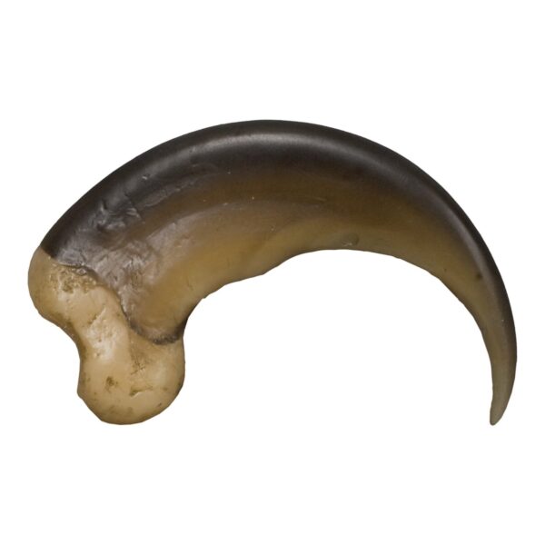 Replica American Black Bear Claw – Large (8 cm)