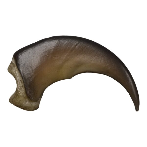Replica American Black Bear Claw – Medium (5 cm)