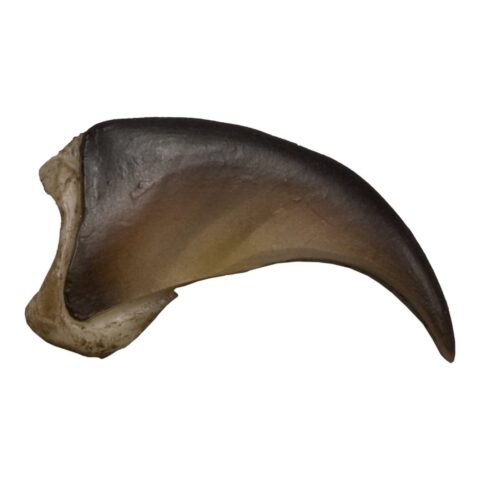 Replica American Black Bear Claw - Small (2.5 cm)