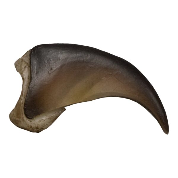 Replica American Black Bear Claw – Small (2.5 cm)