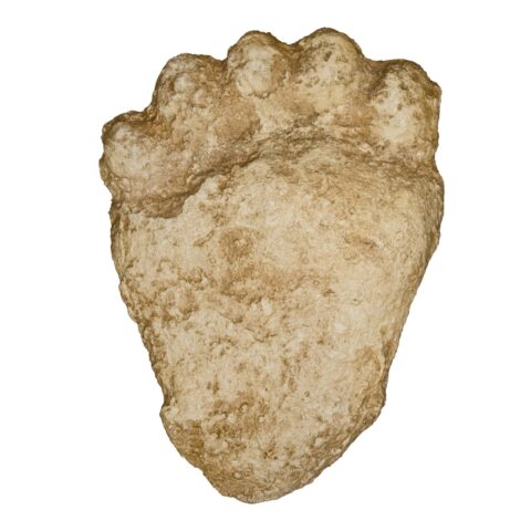 Replica American Black Bear Negative Footprint