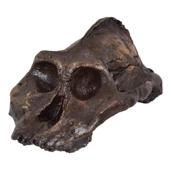 Replica Black KNM WT-1700 Skull – Cranium Only – 794.0126 g