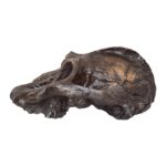 Replica Black KNM WT-1700 Skull – Cranium Only – 794.0126 g
