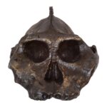 Replica Black KNM WT-1700 Skull – Cranium Only – 794.0126 g