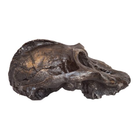 Replica Black KNM WT-1700 Skull - Cranium Only - 794.0126 g