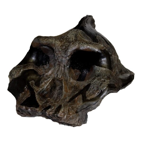 Replica Black KNM WT-1700 Skull – Cranium Only – 453.5924 g
