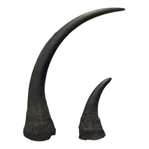 Replica Black Rhinoceros Horns (Pair)