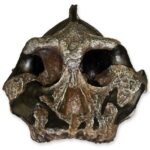 Replica Black KNM WT-1700 Skull – Cranium Only