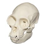 Replica Black Spider Monkey Skull