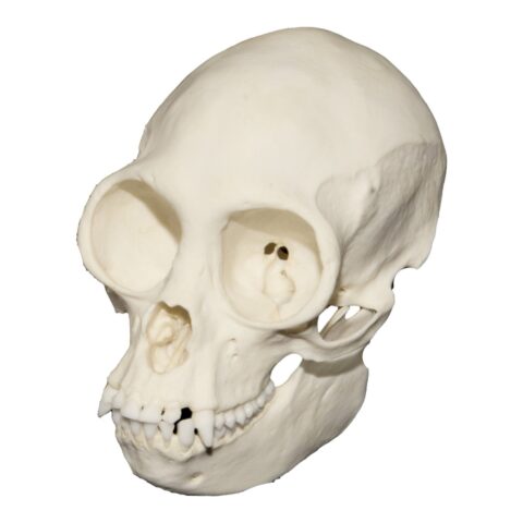 Replica Black Spider Monkey Skull