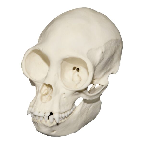 Replica Black Spider Monkey Skull