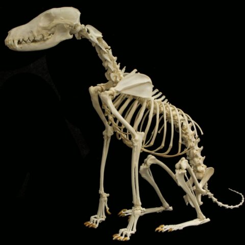 Real Black-backed Jackal Skeleton - Articulated
