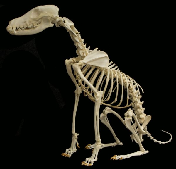 Real Black-backed Jackal Skeleton – Articulated