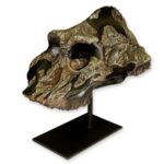 Replica Black KNM WT-1700 Skull – Cranium Only