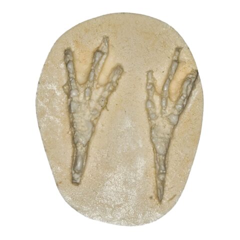 Replica Blue Jay Negative Footprint