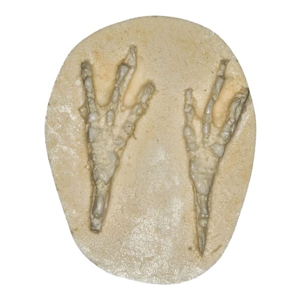 Replica Blue Jay Negative Footprint