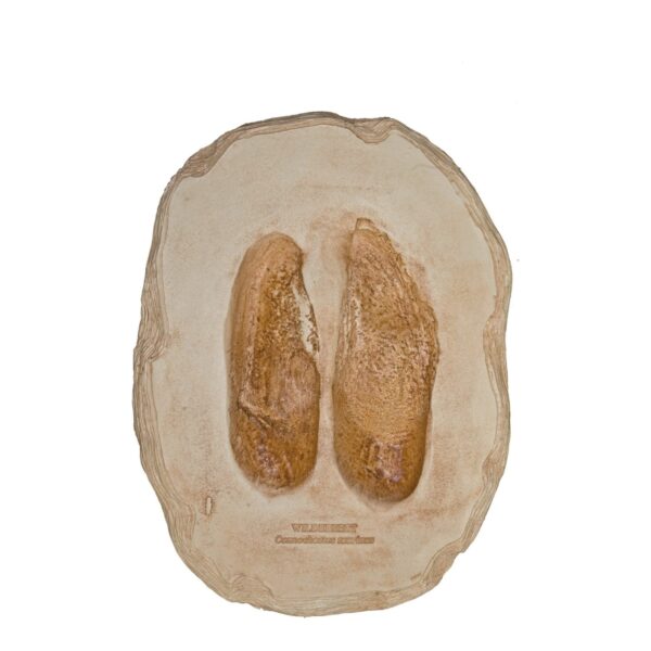 Replica Blue Wildebeest Footprint