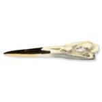 Replica Great Blue Heron Skull
